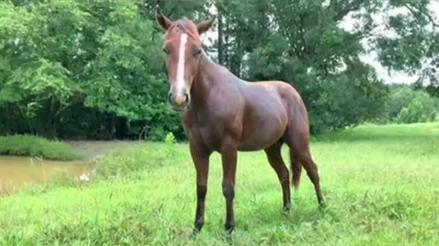 Frisky colt pesters photographer trying to video another horse in pond