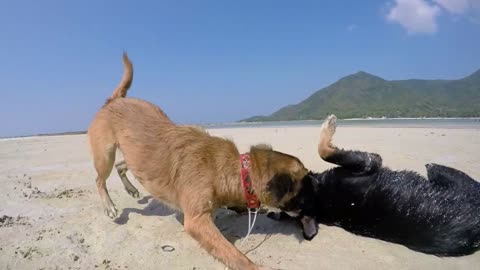 Two Dogs Playing on the Beach. Slow Motion