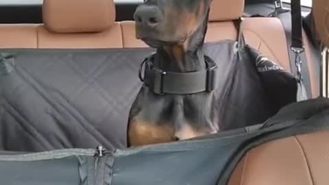 What did the dog see in the car