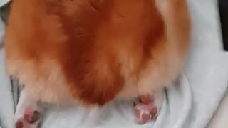 Corgi Relaxes While Her Butt Is Getting A Blowout