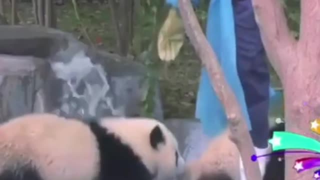 Funny Animal Panda so cute