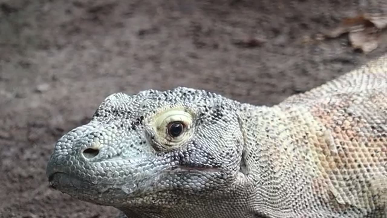 Komodo dragon