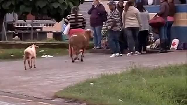 Bode do sertao Brasileiro