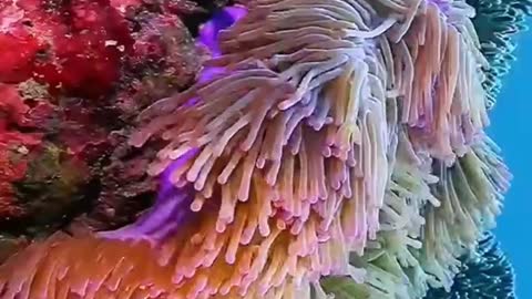 Colorful undersea world: all kinds of creatures roam freely.