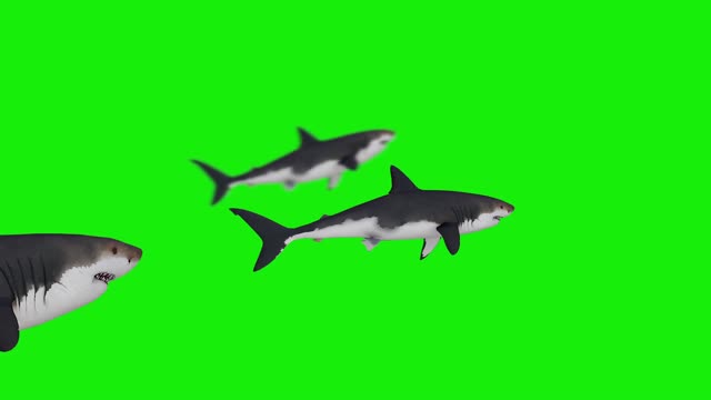 Sharks swimming on green background