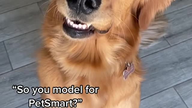 "So you model forPetSmart?”