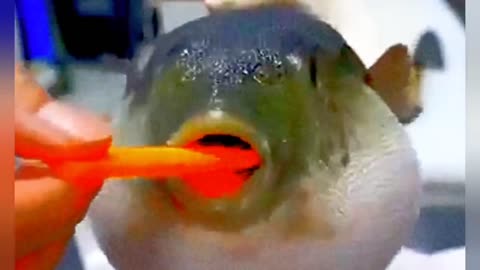 pufferfish eating carrot