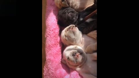 Baby Pets 💗 Cute & Funny Animals Video Compilation 1