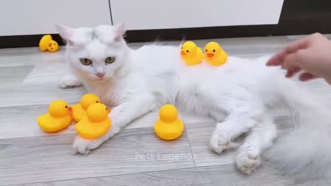 Funny Animal Videos