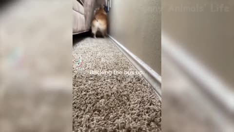 Weekly Funny Dogs 🐶 And Cats 😹 Videos - Try Not To Laugh!
