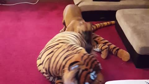 Brown dog runs around red carpet and grabs stuffed tiger