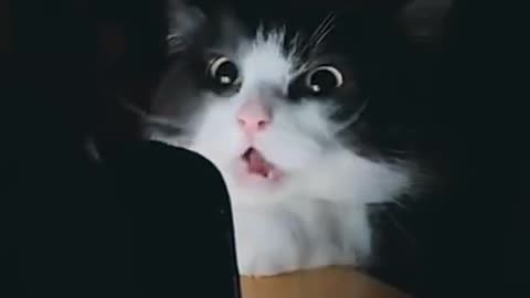 Beautiful cat Scared video Must watch!