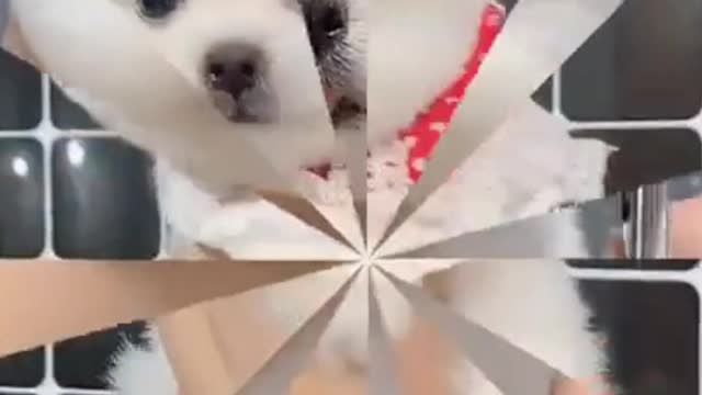 Cute Shaving Dog Funny Video