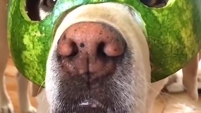 Funniest & Cutest Labrador Puppies #2 - Funny Puppy Videos 2022