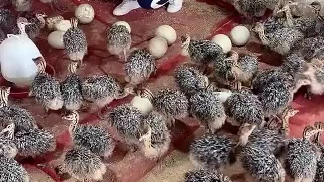 A beautiful seen of birds