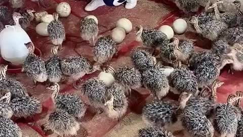 A beautiful seen of birds