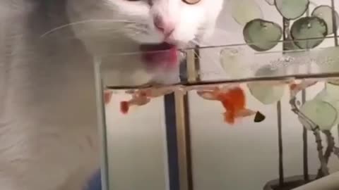 Cat takes a good water