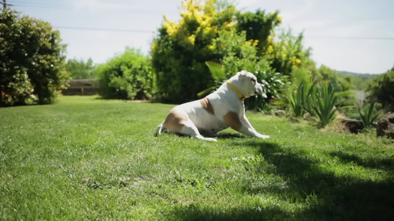 ALL ABOUT LIVING WITH AMERICAN BULLDOGS