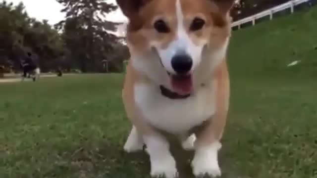 Dancing cute dog 👀