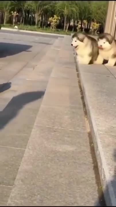 Baby Playing with German Shepherd Dog 👶🐶 There's nothing greater than Dog and Baby