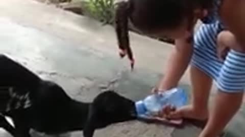 girl feeding the goat, very funny !!!