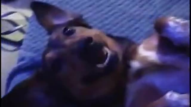 Daschund loves belly rubs.