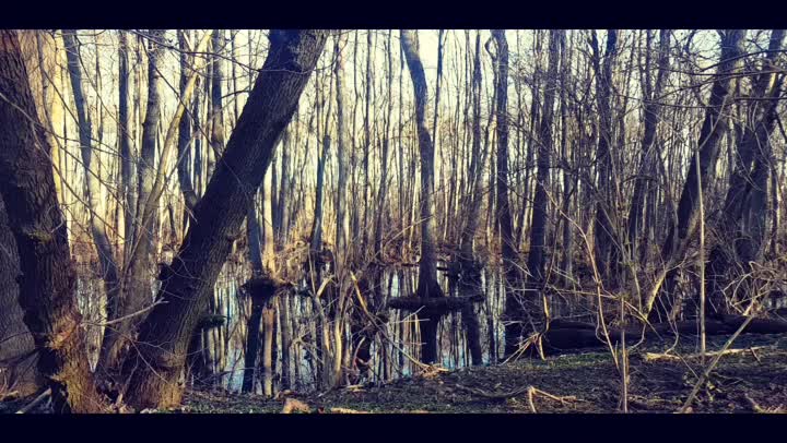 Morning in the swamp