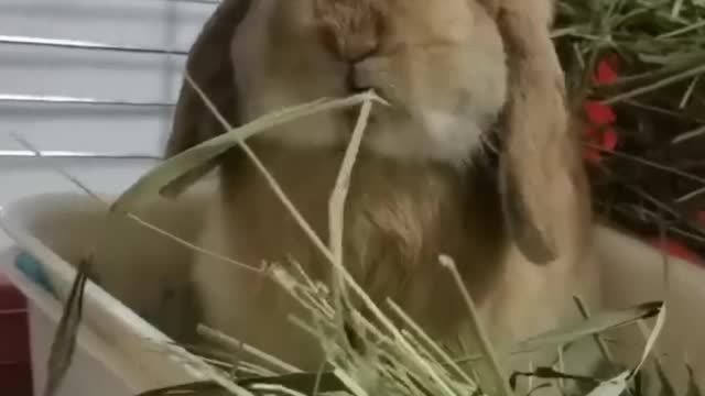 Rabbits that like to eat grass