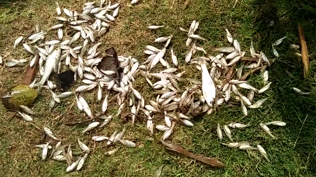 Cast net Fishing from village pond