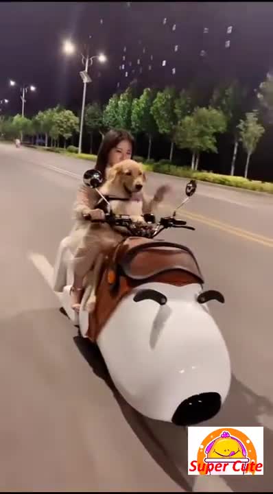 Super Adorable Golden Retriever Dog on a Snoopy Bike