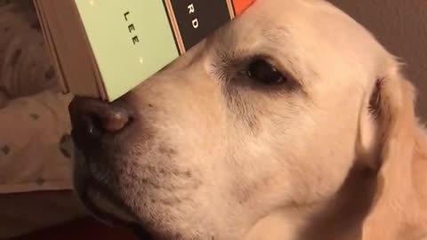 Dog balancing book with its head
