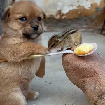 funny dog|dogs|funny dog videos|cute animals|funny animals|#cutedogs|#shorts