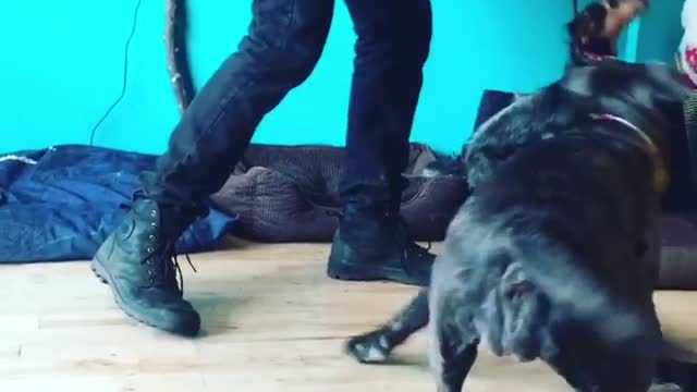 Che is back for daycare and here she is playing with atilia our dog trainer