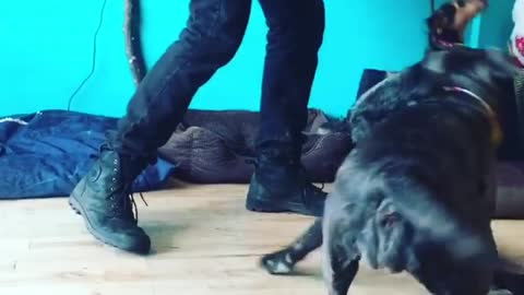 Che is back for daycare and here she is playing with atilia our dog trainer