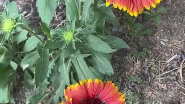 two big red flowers