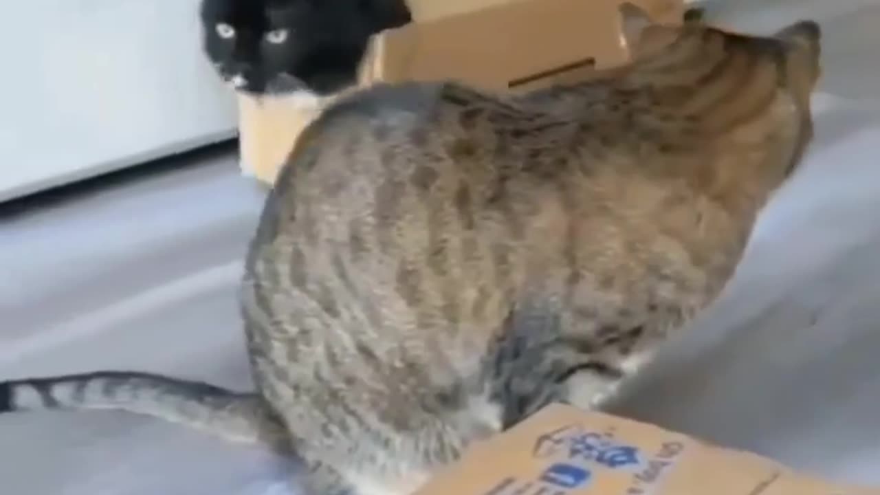 #funny #pet #animals #funnyanimals #fyp #funnycat #funnypet #funnyvideos #foryou