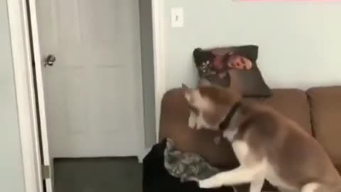 Dog Funny video