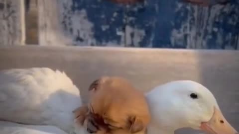 Funny Animal Videos. Dogs love the ducks.