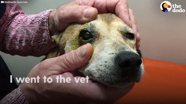 Stray Senior Dog Stayed Under A Tree To Hide From Humans