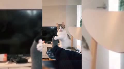funny cat, try not to laugh
