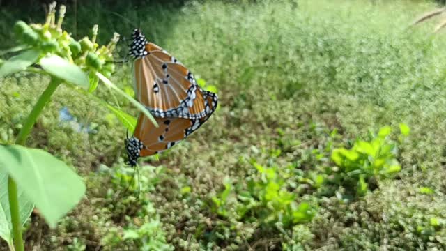 November Enjoyment Butterflies