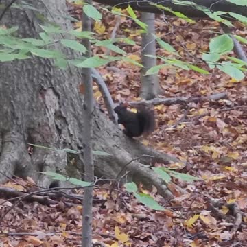 Rare footage of black squirrel near Detroit Michigan USA.