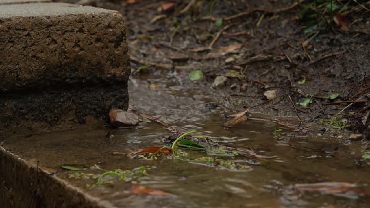 Wandering Rainy Day Relaxing Rain Sounds 1 Hour