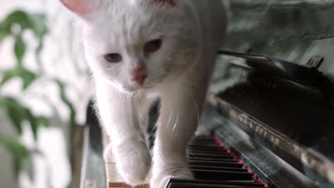 A Cat Walking Over The Piano Keyboard