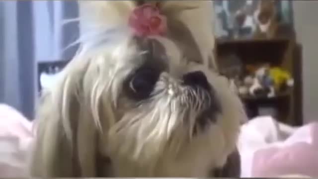 That emotion when our children learn to say "mommy" 😍🥰🐶