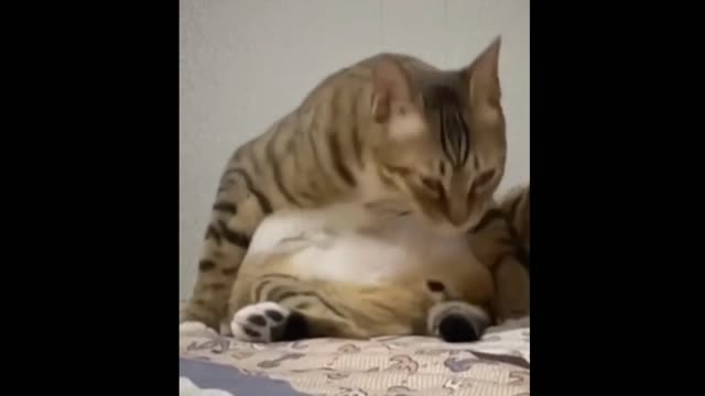 Dog and Cat amazing Fart funny videos 🐕💨😽