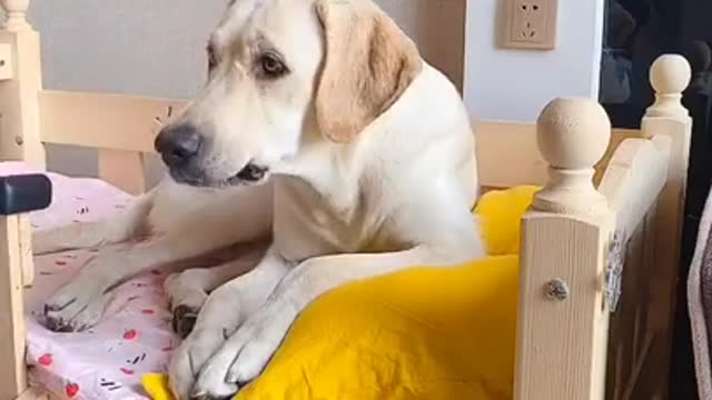 funny dog video