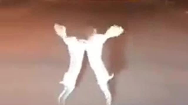 Wawwwwww What a Fighting Must Watch
