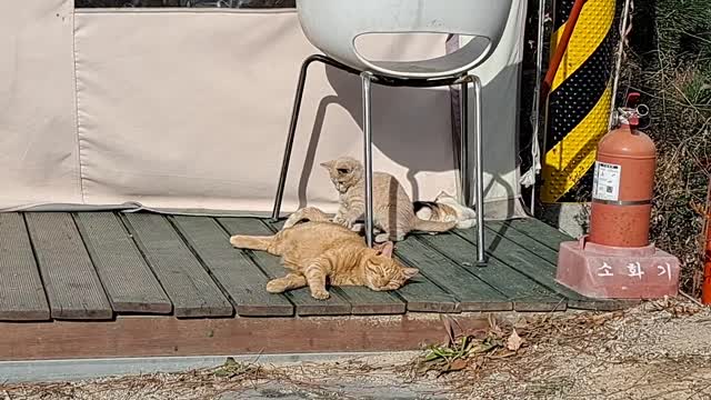 campsite cat family