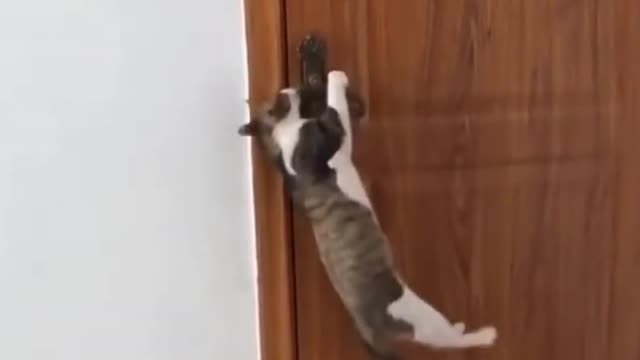 Funniest Cat Burglar Short Video You Have To See